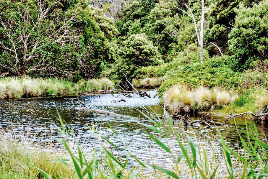 dsc 0517