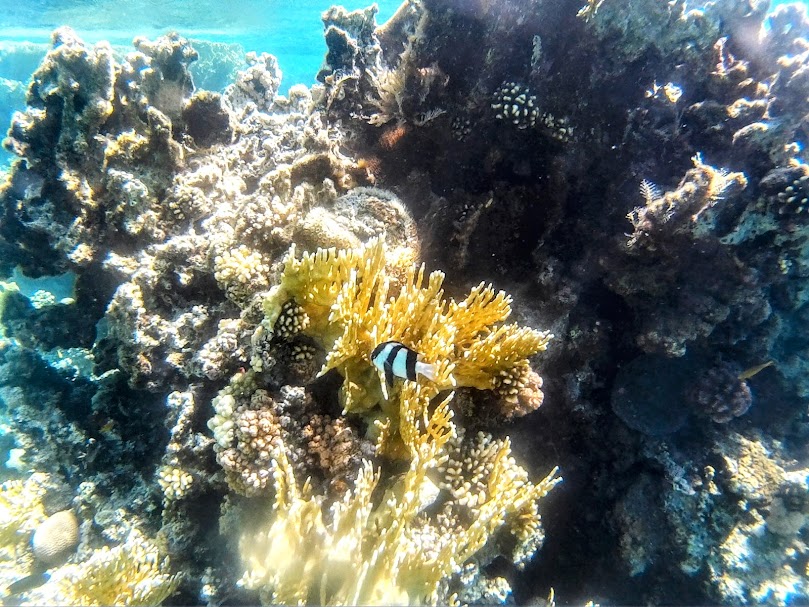 img 20190630 wa0007 edit