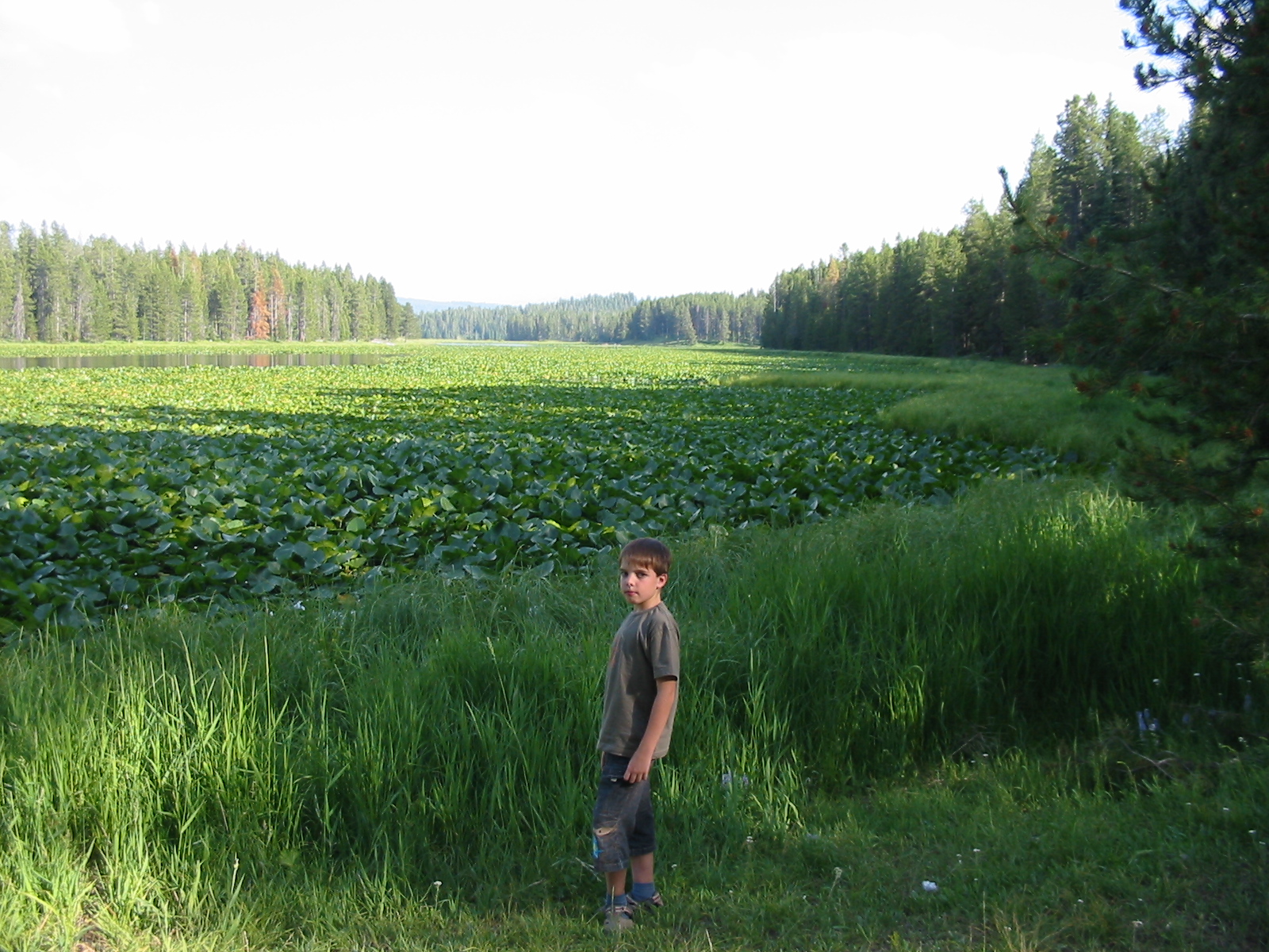 verano 200841