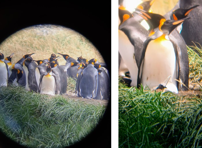 pinguinos rey